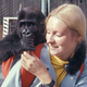 Koko when she was an infant.